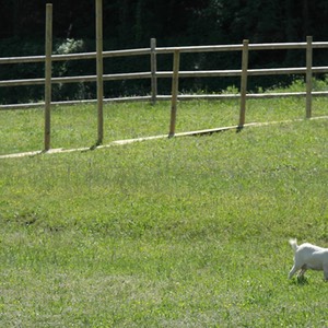 capretta fattoria bambini