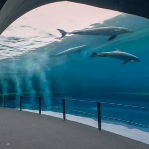 delfini acquario di genova