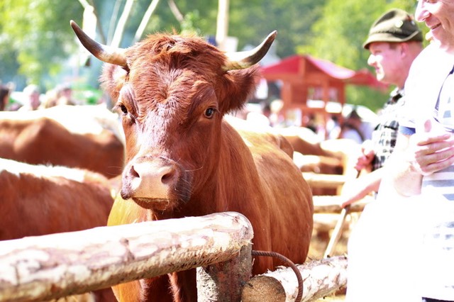 EVENTO BAMBINI SLOVENIA BOHINJ