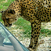incontro ravvicinato ghepardo parco zoo