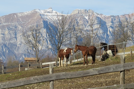 maneggio a  folgaria