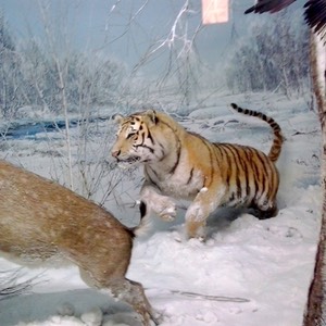 musei a milano storia naturale