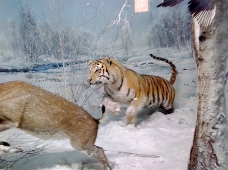 musei a milano storia naturale