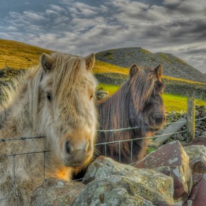 ponies nel wales