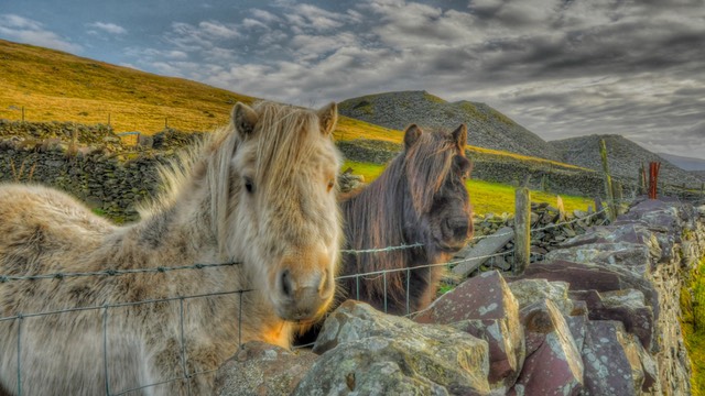 ponies nel wales