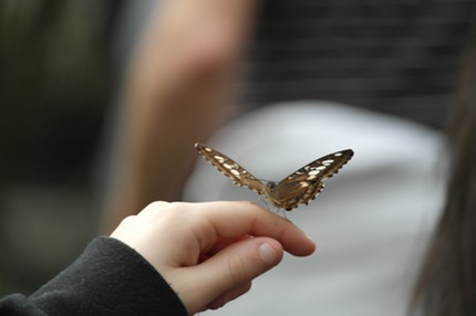 bambini lla casa delle farfalle farfalle Bordano