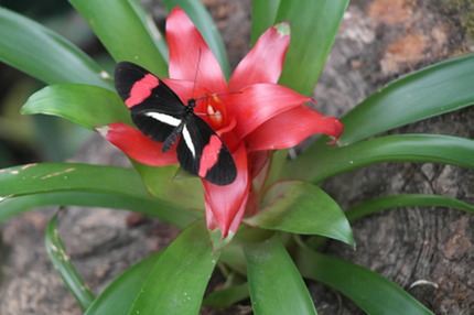 farfalle Bordano